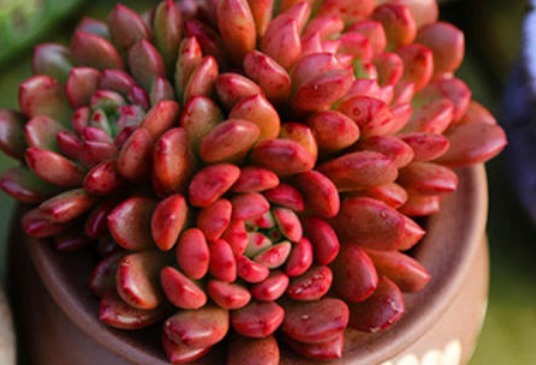 种植多肉植物,不妨试试这些,呆萌好看好养活,养在客厅不占地方