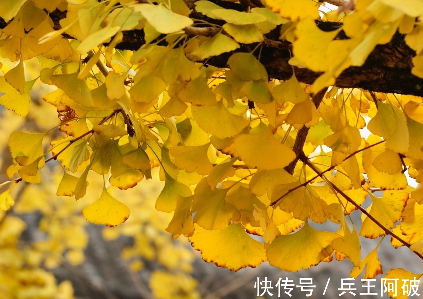 古人@民间俗语“院中有五树,子孙一直富”,说的都是哪些树?有何道理