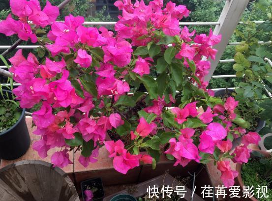 秋季盆栽三角梅，该如何保证枝干顺利开花？做到此4点就够了