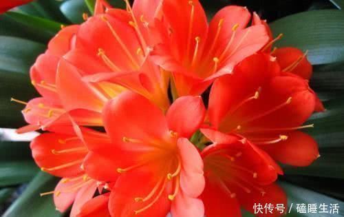 君子兰|君子兰夏季长不好滴上几滴“它”，一月不管长“疯”了