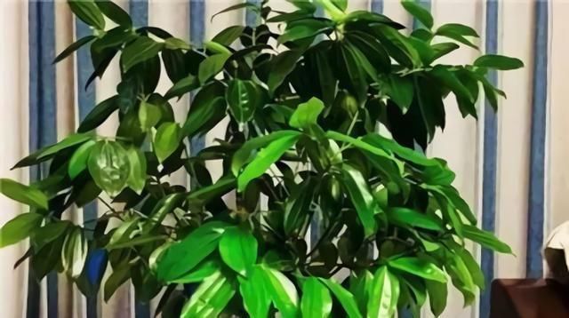 2种“废水”家家有,处理之后来浇花,根粗叶绿,半年不用施肥