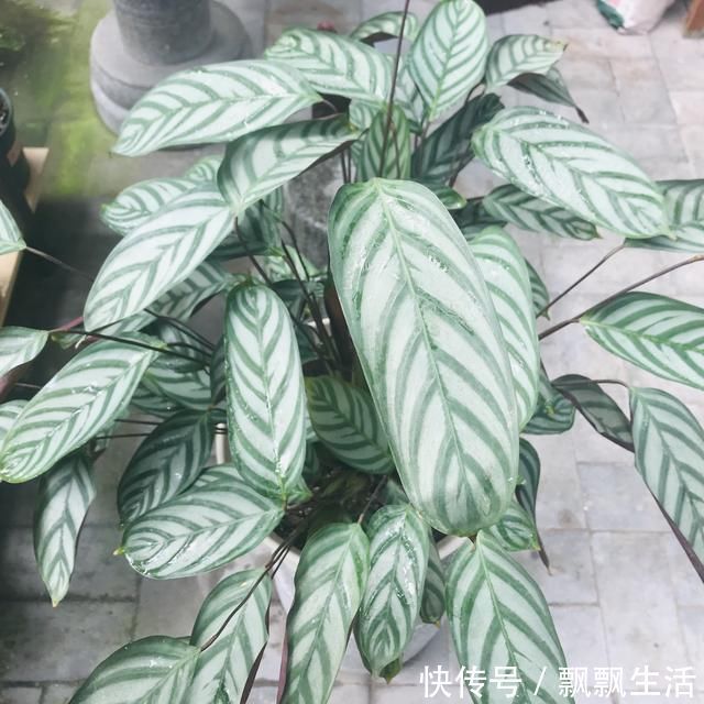花友|她家从不养绿萝,就养4种“颜值花”,叶子比花还好看