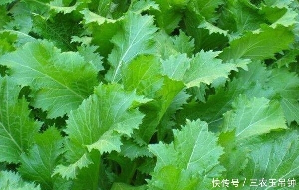 药用价值|农村一种野草,味道堪比辣椒,如今是上好野菜,腌成泡菜最美味