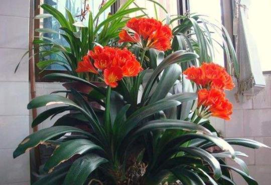 入冬后是君子兰的“关键期”,教你几个“窍门”,早学会早开花!