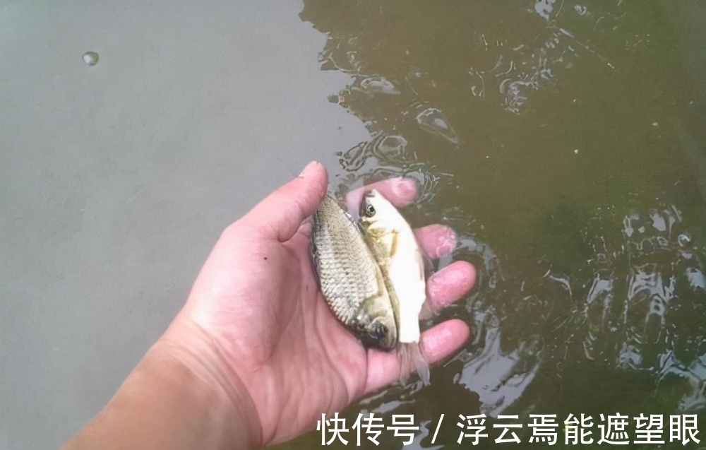 野钓钓鱼,如何避开小鱼闹窝?这几个技巧,有效减少小鱼闹窝