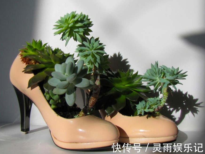 天气渐热，盆栽多肉这3地方该小心了，不然度夏难、化水易