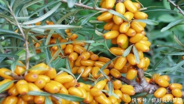 它被誉为是“天然的维生素宝库”,同时也是糖尿病患者的“福音”