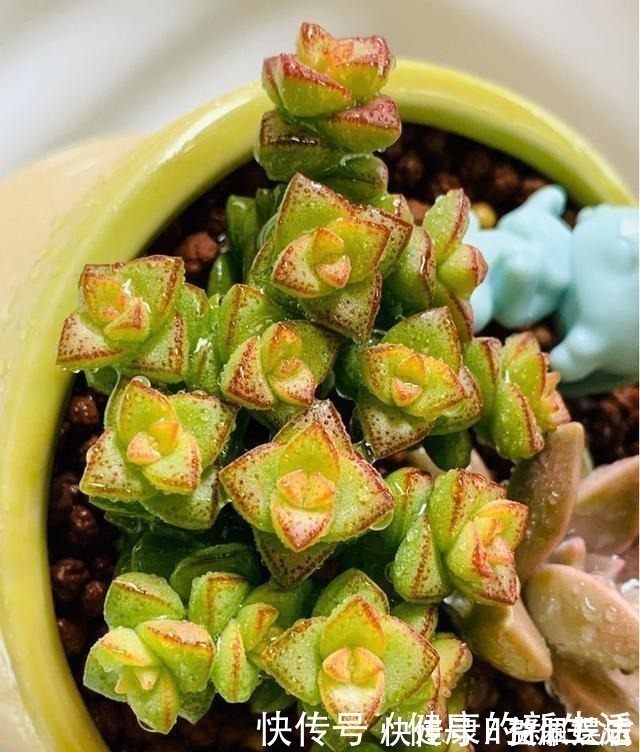 春天养多肉,半个月就变成“胖墩子”,叶子又肥又圆!