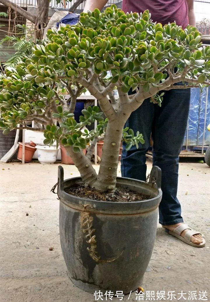 玉树|在家养玉树,记得每月砍一刀,半年长成老桩!