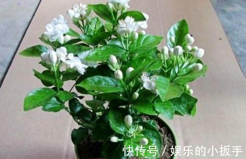 入冬后三角梅,月季,茉莉怎么养,学会这些技巧,叶片绿开花旺