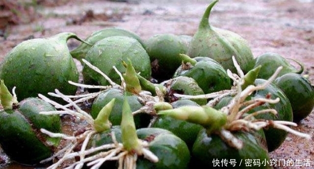 预定|长在竹子上的果实,50年结一次果,还没到市场就被预定,真稀罕