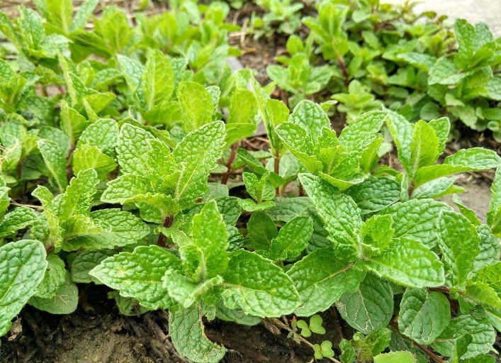 立秋后,常用此叶子泡水喝,消炎杀菌,清凉润喉,老人小孩都适用