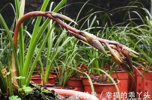 怎样养春兰蕙兰,才能开花香、花期更长?低温作用不可忽视