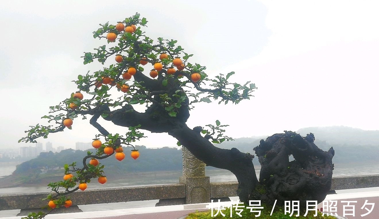 金弹子生桩长出来的新芽怎么留芽？别急，小心假活，成枝再选美