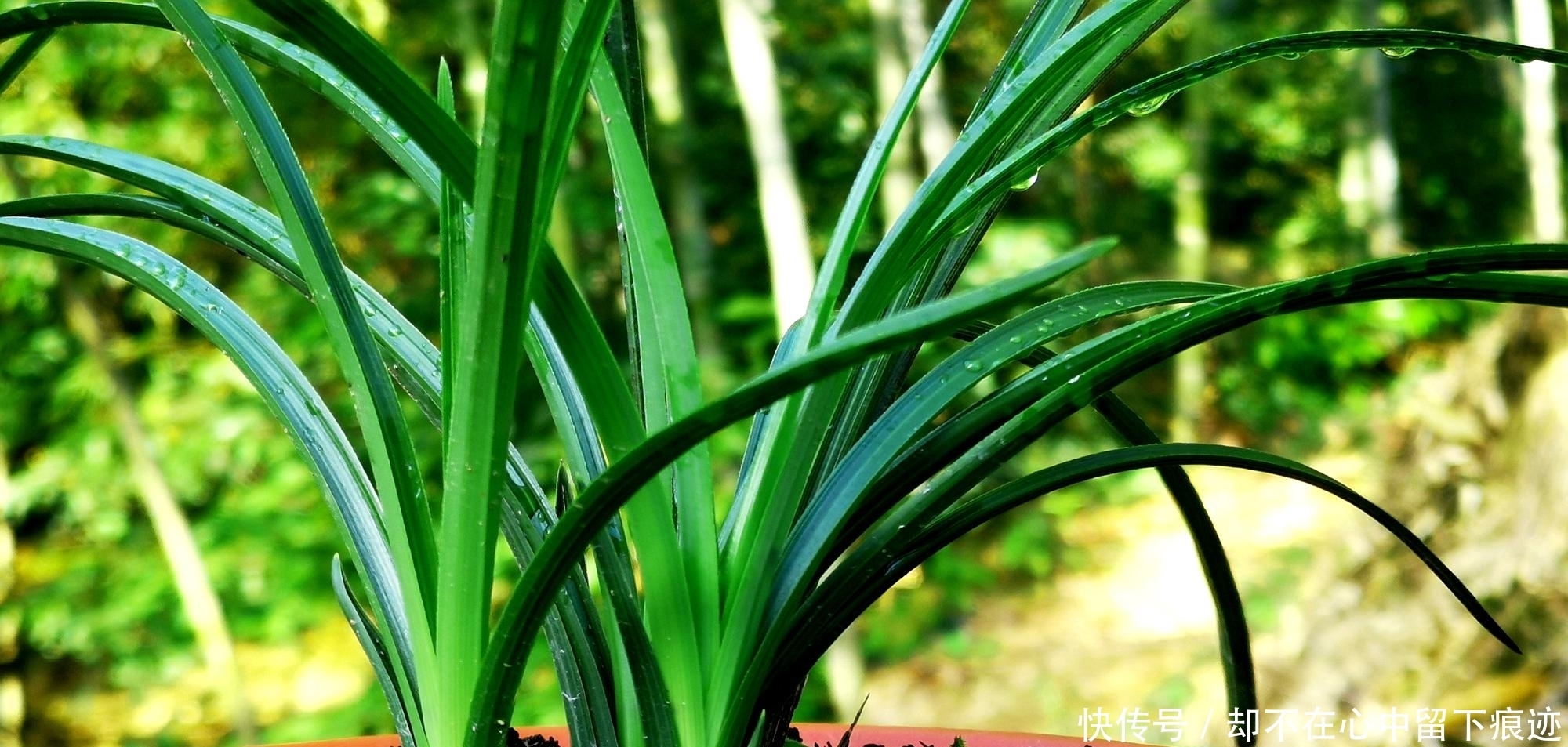 这花不能挖，是保护植物！盘点野外保护植物