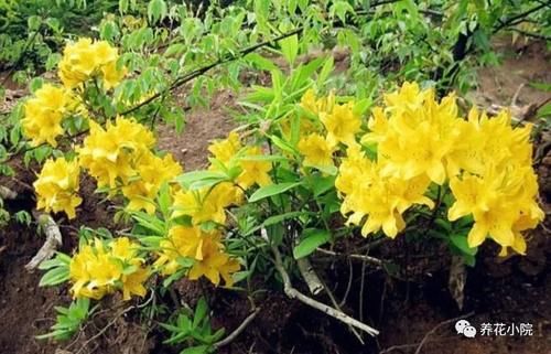 8种漂亮花，别在屋里养，都是有毒的植物