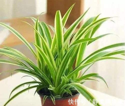 吊兰“干尖黄叶”,注意3个方面“不达标”,别忽视!