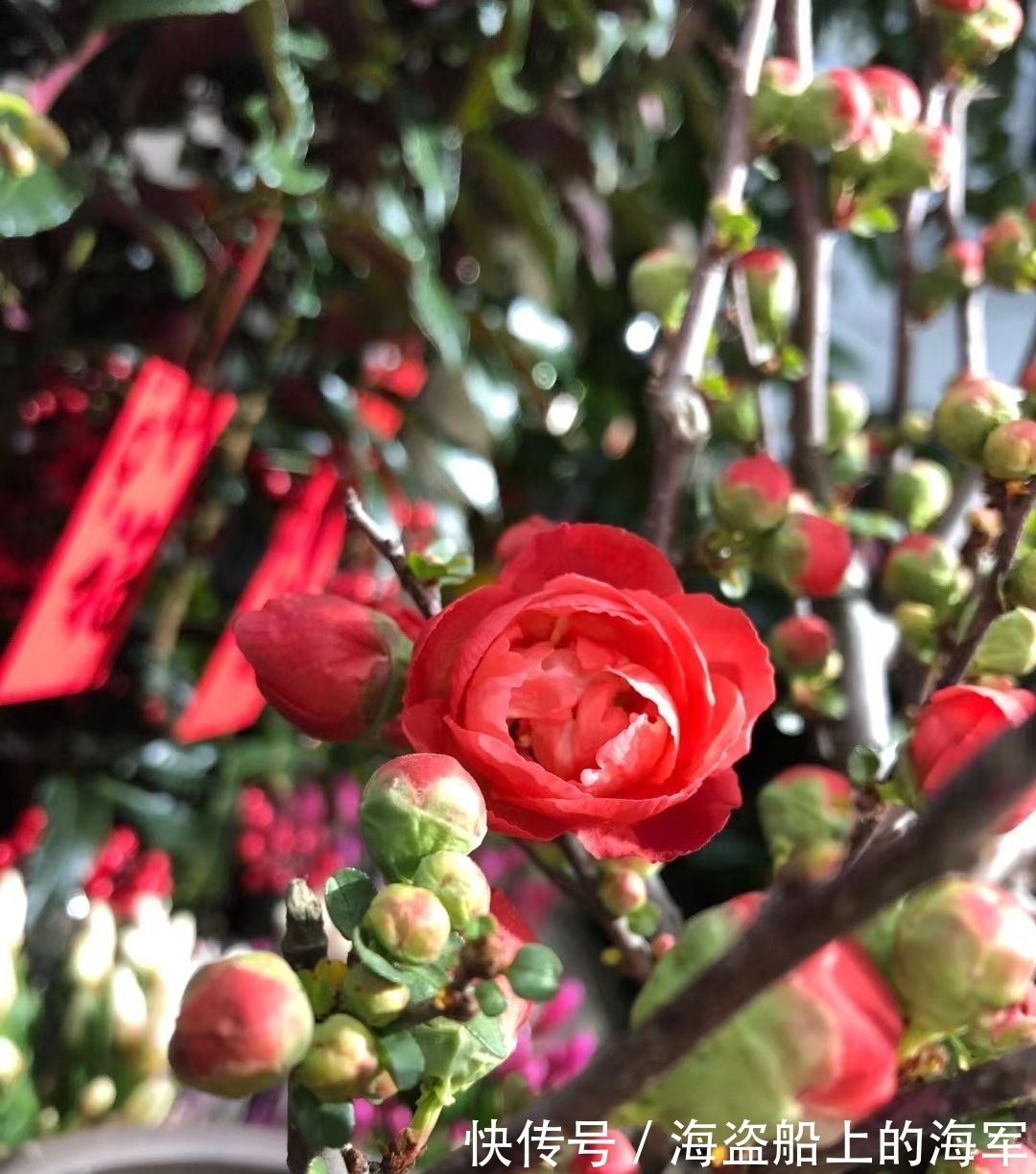 3个养花坏习惯,要赶紧改掉,不然花养得再多也养不好