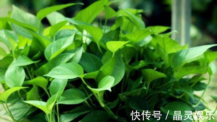 阿司匹林|什么黄豆水、淘米水都不如“它”,10天浇一次,叶绿、花旺