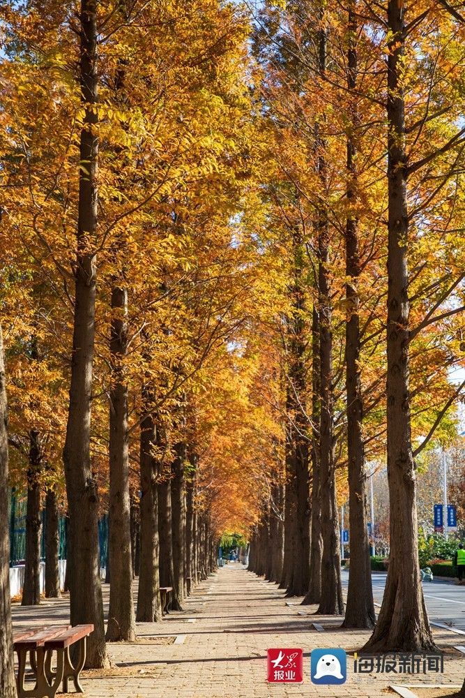 美景|满目金黄 实拍山东科技大学醉人美景