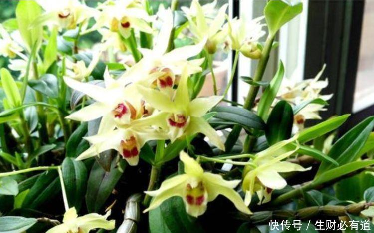 颜值超高的花卉,高温晒不死,越晒开花越旺,花香四溢!