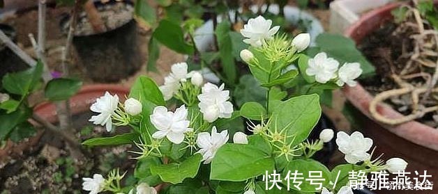 松针土|野外捡点“这种土”，栀子花茉莉花最喜欢，透气有营养，省钱好用！