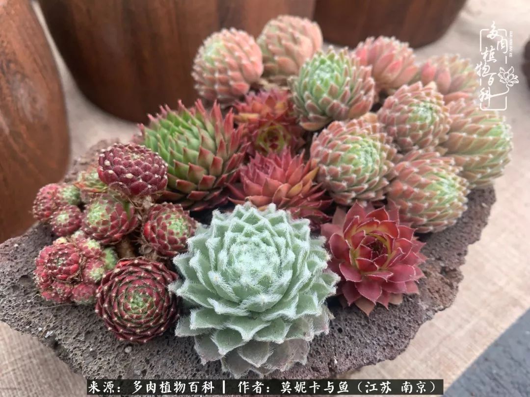 这多肉拼盘这么仙!如何制作达人手把手教你制作长生草拼盘!