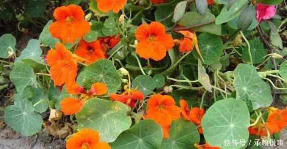 养花就养这4款,不用操啥心,枝头窜满花苞,美成小花园