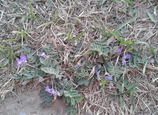 治疗|一种常见的野草，南方才能见到，治疗流感，见到记得带回家