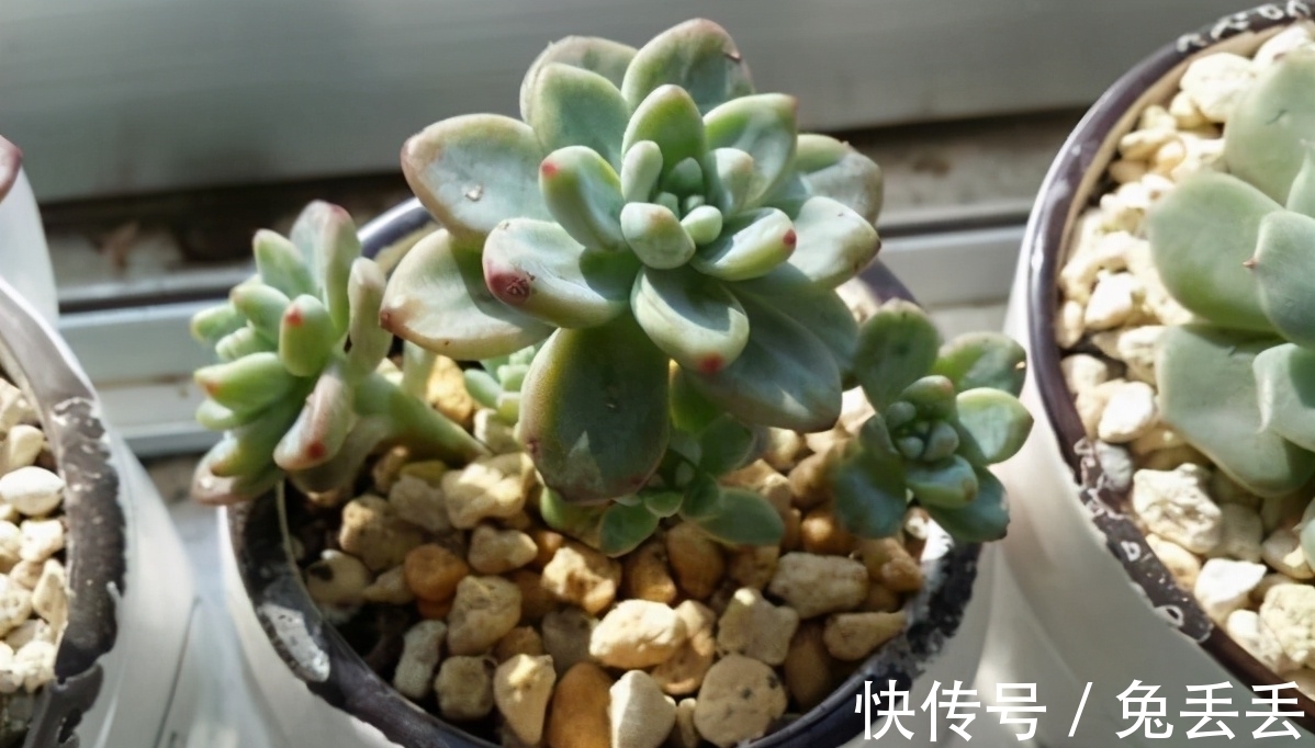 花友们|繁殖多肉的途径:砍头茎插、拿叶子催根育苗