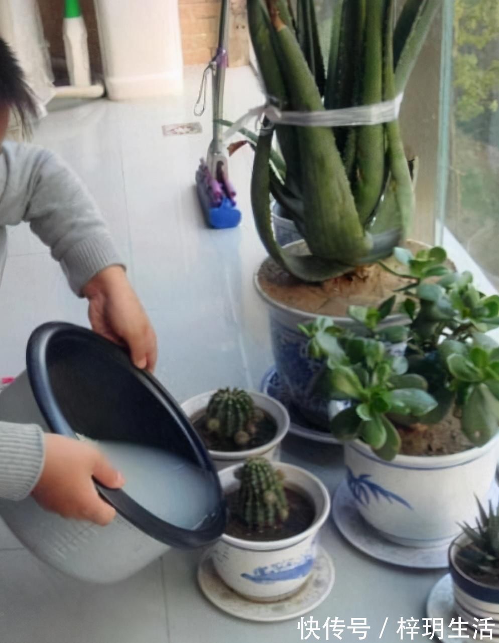 冬天浇花的“4个坏习惯”,看你有没有?难怪花卉烂根