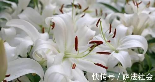 润肺|天然“养肺”的5种食物，每天换着吃，润肺解毒，让肺更健康