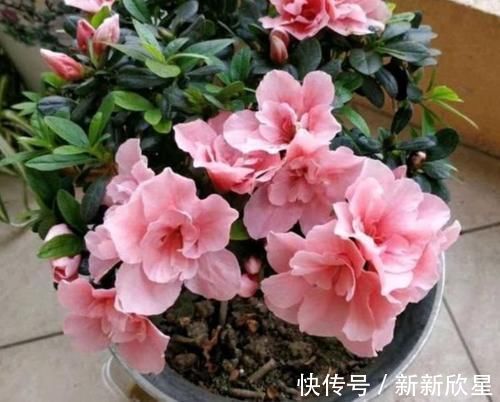 月季|4款艳美的花卉,花大色艳花期长,好养易爆盆,惊艳如花球