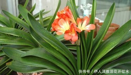 君子兰3年不开花，老婆在盆里埋了一点“它”，花开红火像太阳！