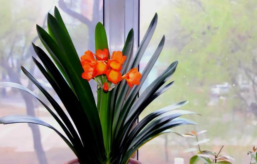 君子兰有“3忌”，做错其中一个，养多少年都不开花，新手要谨记