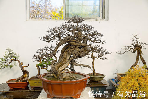 盆景各式各样,叫法各有不同,基础的13种式样,你见过几种