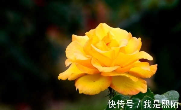 生肖|10月17日开始,抓住机会,勇往直前,收获满满,生财有道的生肖