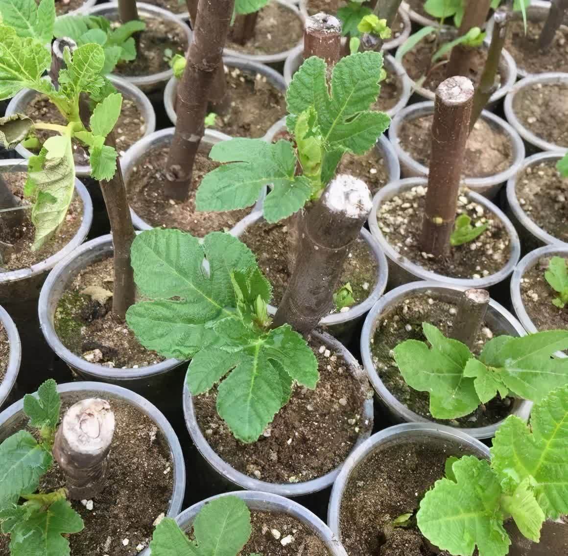 剪根粗枝插土里,2周能生根,一年长成大老桩