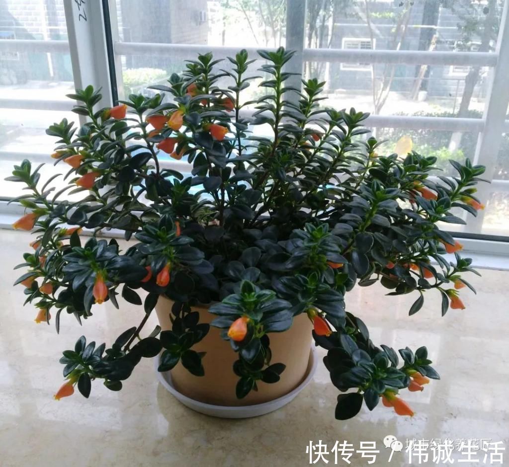 啤酒|室内养花就养两种花，没事喂一喂啤酒，长出垂吊枝，开花成瀑布