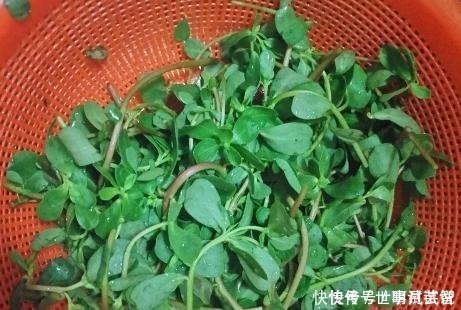 8月底,这野菜抓紧吃,我一买就是10斤,晒干存起来,做饼最香