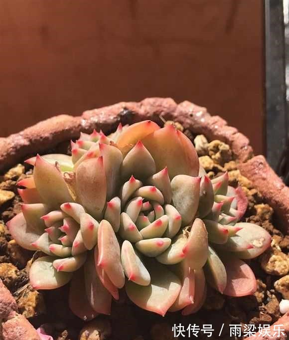有一种多肉叫别人家的,学会3招成你家,新手涨姿势啦