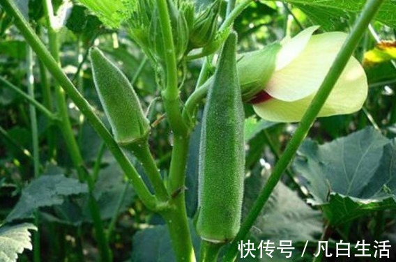 血管堵塞|30岁的女性常吃3种蔬菜“护肝美容”不会出现血管堵塞