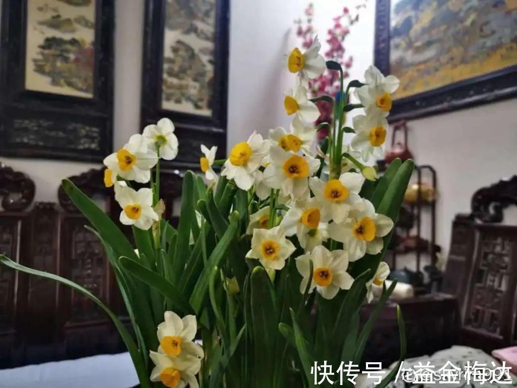 水仙花|6种花是一次性，开完可以扔了，别再浪费时间