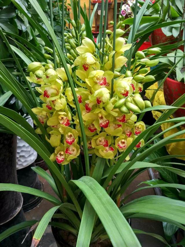 兰花浇水有“3看”，一个不小心，叶子全黄啦。