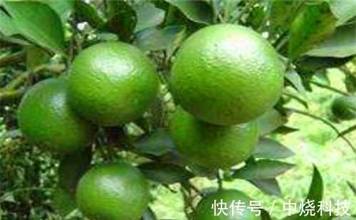 樱桃|会吃的女人皮肤好,推荐4种食物,清热排毒,补水润肤,美容养颜