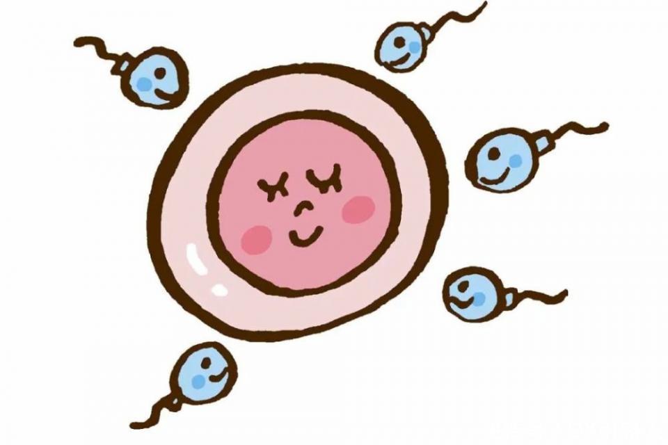 分享|试管成功经验分享:取卵环节会遇到的问题