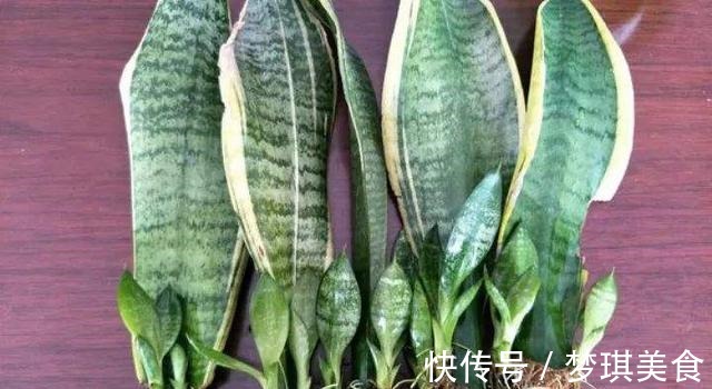 虎皮兰|养虎尾兰,一个小技巧,长得快、侧芽多、叶厚实,3个月长爆盆