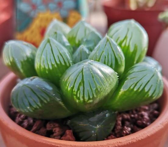 高颜值多肉的日常养护之浇水篇