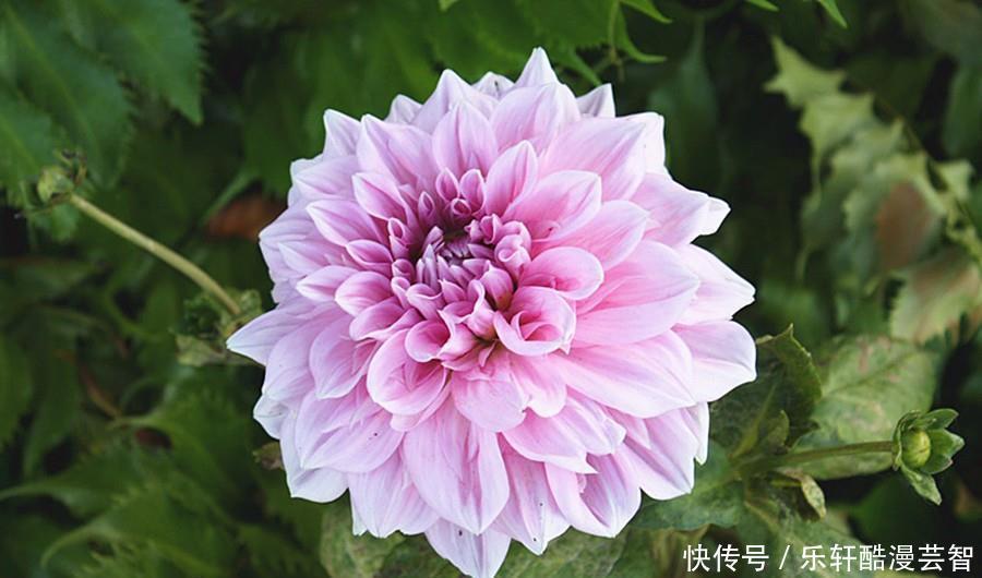 十二星座男|揭秘十二星座男分别会对具有什么优点的女生着迷