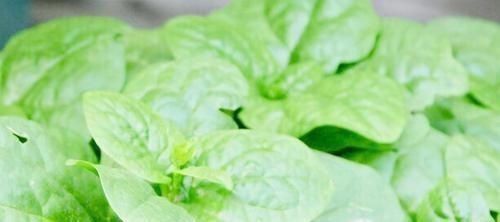 排毒养颜|女性想要身体好推荐常吃3种食物,排毒养颜、改善体质